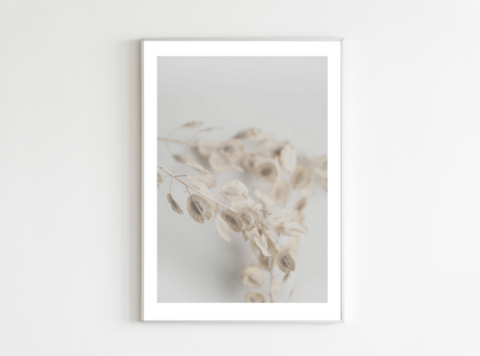 Lunaria floral poster